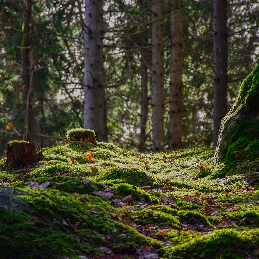 Hur mycket skog avverkas varje år i Sverige